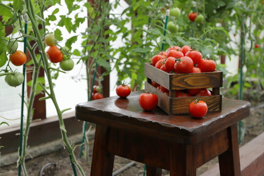 In the greenhouse, on a wooden pedestal, against the backdrop of tomato plants, a harvest of ripe tomatoes is placed in a wooden crate. 