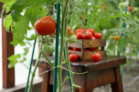 In the greenhouse, ripe red and green tomatoes are growing on vines, with a harvest of ripe tomatoes in a wooden crate and tomato plants in the background.