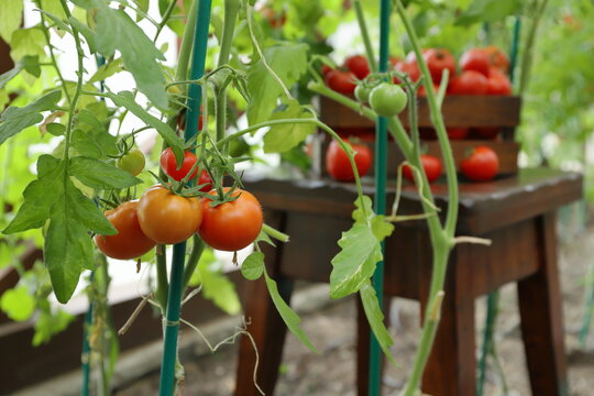 In the greenhouse, ripe red and green tomatoes are growing on vines, with a harvest of ripe tomatoes in a wooden crate and tomato plants in the background.