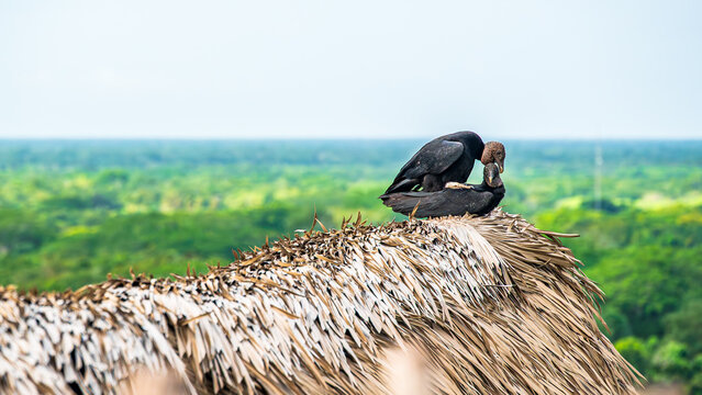Black vultures on thatched roof above jungle at Ek Balam, Mexico
