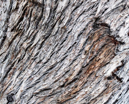 Caption detailed macro texture of weathered rough tree bark with deep grooves and natural wooden patterns.