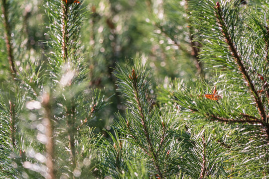 Green small pine trees with fresh shoots in spring or summer