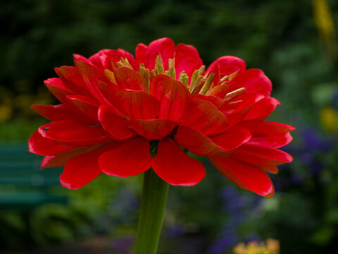 Close-up of a red zinnia flower with layered petals