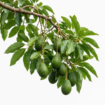 Fresh green avocados growing on tree branch with lush leaves in natural outdoor setting