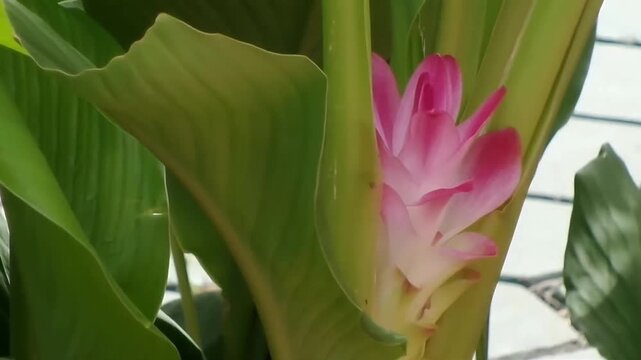 A fixed full HD video showing a beautiful pink zedoary flower (Curcuma zedoaria) blooming at the base of the plant, surrounded by thick green stems and tropical foliage in a garden.