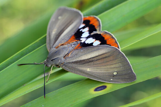 Paysandisia archon is a species of moth, specifically known for its destructive impact on palm trees. It is a key pest in agricultural and horticultural sectors, especially in regions with palm tree c