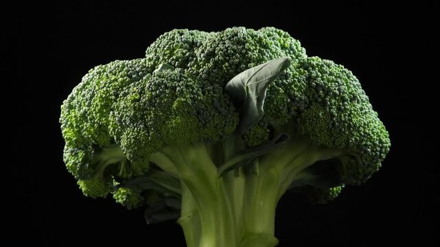 Head of fresh Broccoli cabbage rotating slowly on a black background. Studio lighting.
