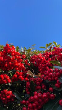 Vivid red firethorn (pyracantha) berries clustered on green branches, photographed from below against a bright clear blue sky.