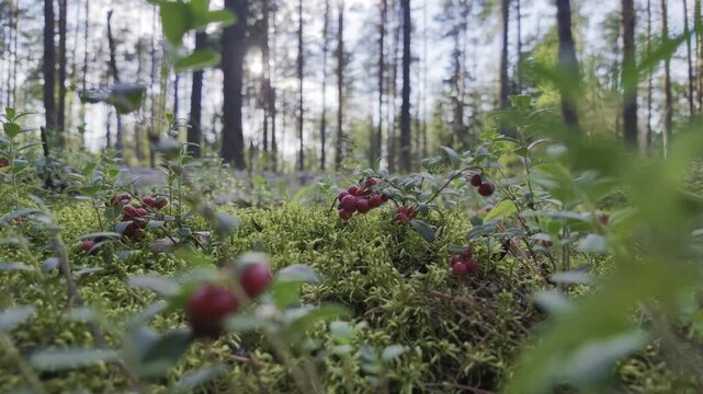 Push-in shot of wild red lingonberries growing on a bush in the forest. Moving through grass and foliage on a sunny day. 4K HDR 10-bit 60fps.