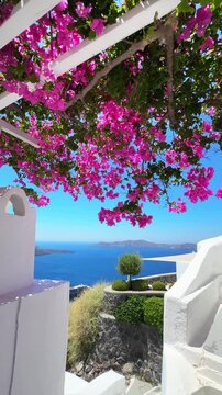 White architecture in Santorini island, Greece. Beautiful terrace with blooming pink flowers. Blue sea and the blue sky at sunny day. Travel and summer vacation concept. Vertical video
