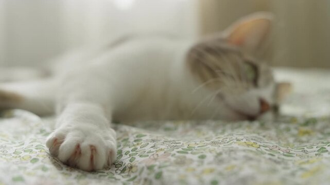 Close Up of Relaxed Cat Paw