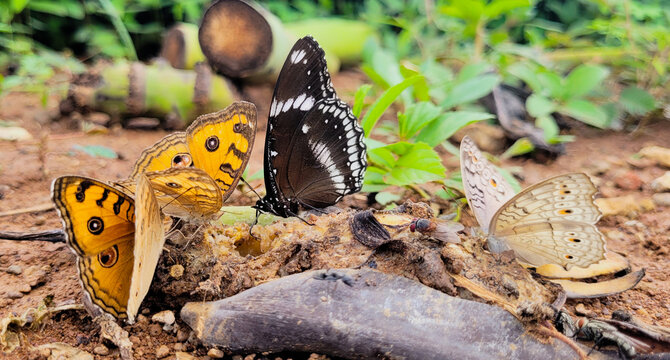 Butterflies life