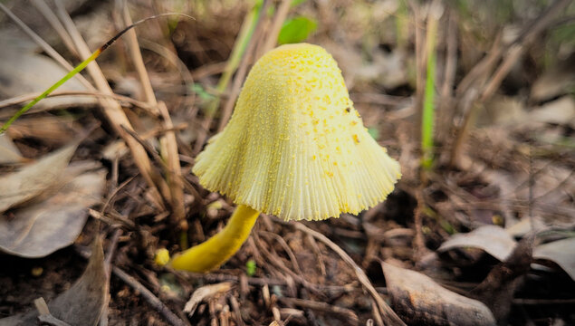 Poison mushroom