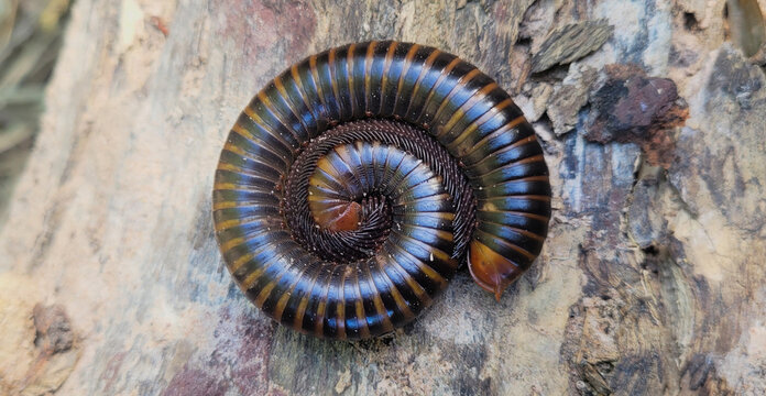 Millipede