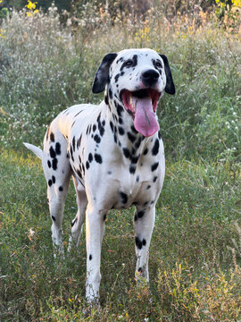 Happy Dalmatian Dog Standing In Grass Outdoors With Tongue Out