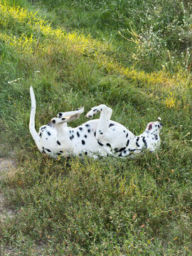 Dalmatian dog rolling on back in green grass outdoors in sunny park