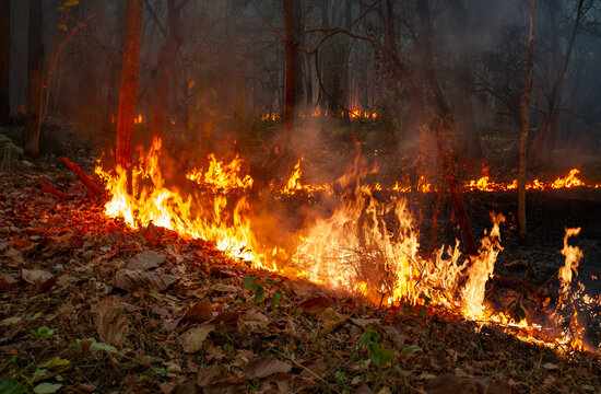 El Nino climate event dries regions and increases wildfire risk.