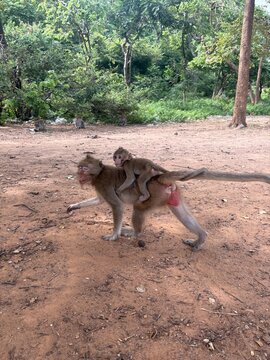 Littler monkey in  Kaonor Nakhonsawan Thailand 