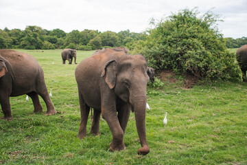 Obraz premium Asian Elephant in Sri Lanka