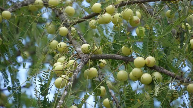 The tree is bearing amlaki (Indian gooseberries).