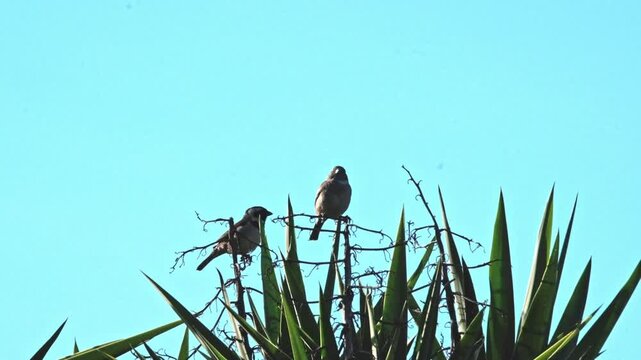 A mating pair of two small birds on a cactus plant and then they fly away