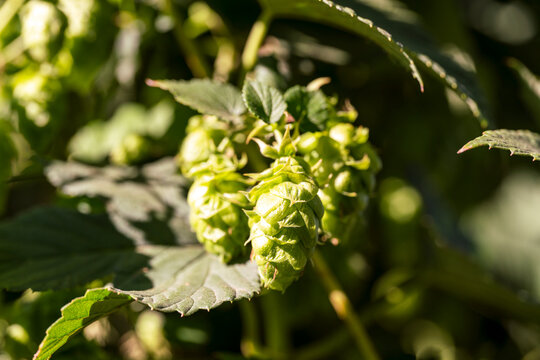 Hop Dolde in close up view at the Bavarian Holledau centre of the worlds biggest hop agriculture growth area