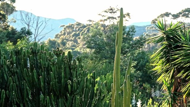 Beautiful green cactus garden with San Pedro cacti and a Mountain View in the distance