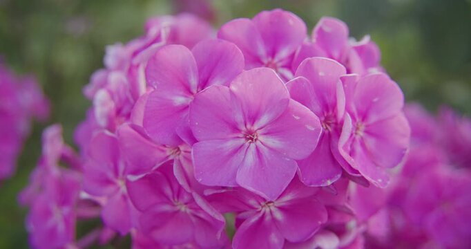 Detailed macro shot of pink phlox paniculata blooming in a garden. Authentic nature scene for wellness and sustainability themes.
