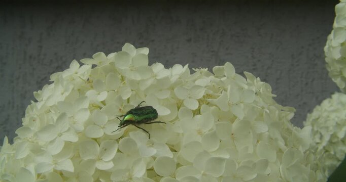 A metallic green rose chafer beetle moves across delicate white hydrangea petals. This authentic nature shot highlights biodiversity and garden sustainability.