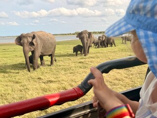 Troupeau d'éléphants observé depuis un véhicule de safari au Sri Lanka © Mathieu