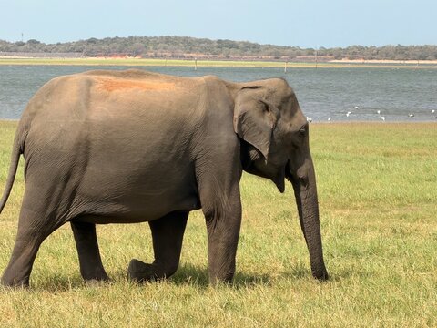 &Eacute;l&eacute;phant d'Asie sauvage marchant au bord d'un lac au Sri Lanka