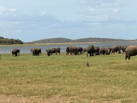 Troupeau d'&eacute;l&eacute;phants sauvages au bord d'un lac dans une r&eacute;serve naturelle