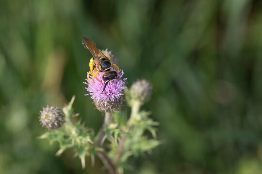Bio Diversity - Philanthus triangulum - European Beewolf on Thistle Flower