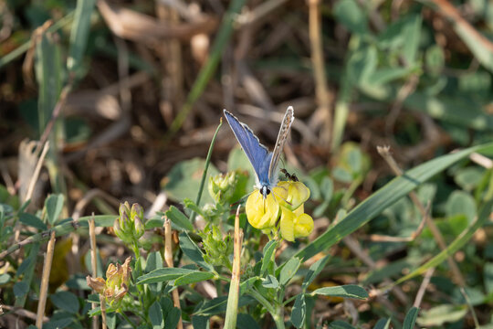 Bio Diversity - Polyommatus icarus - Common Blue Butterfly on Birds Foot Trefoil