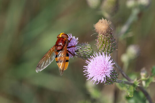 Bio Diversity - Volucella zonaria - Hornet Hoverfly Feeding on Thistle