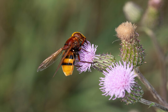 Bio Diversity - Volucella zonaria - Hornet Hoverfly Feeding on Thistle