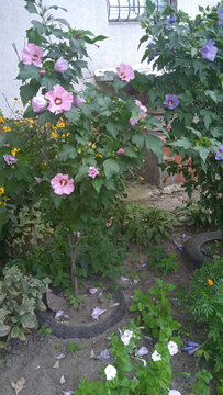 Vibrant Residential Backyard Landscaping Featuring Rose Of Sharon Bushes Near House