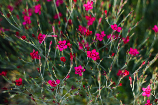 Beautiful Pink Maiden Pink Flowers Blooming in Garden