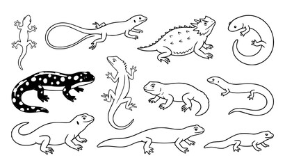 Obraz premium Lizard salamander and gecko animal vector collection, colorful reptile and amphibian illustrations