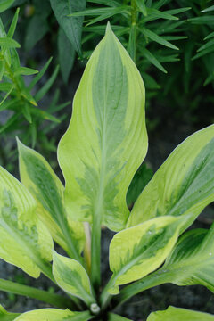Unique Hosta Foxfire Palm Sunday in Garden