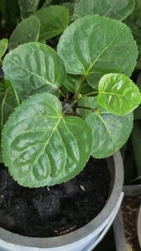 Mangkokan (Polyscias scutellaria)is a shrub with fresh green leaves that are concave, resembling a bowl. It is often planted as a living fence, a garden ornamental, or a traditional medicinal plant