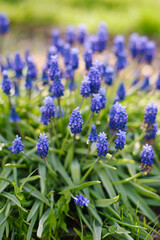 Fototapeta premium Blue Muscari Grape Hyacinth Flowers in Spring Garden