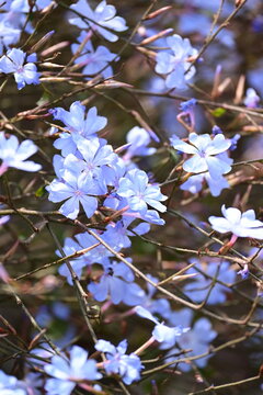 Blue flowers, Ceratostigma minus