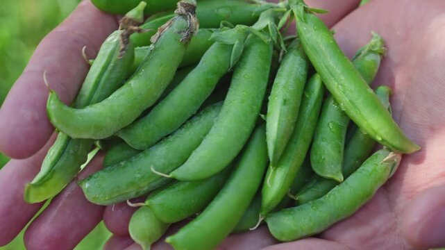Close Up Of Fresh Green Pea Pods In Male Farmer Hands. Organic Harvest, Fresh Produce, Seasonal Vegetables And Farming Footage.