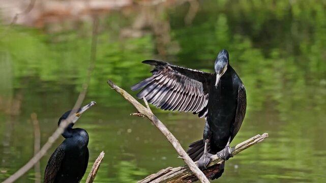 The great cormorant, Phalacrocorax carbo known as the great black cormorant across the Northern Hemisphere, the black cormorant in Australia and the black shag further south in New Zealand