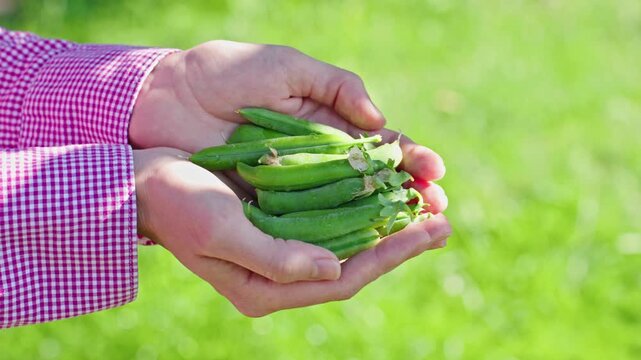 Woman Farmer Holding Fresh Homegrown Pea Pods After Harvest. Seasonal Vegetables, Organic Produce, Gardening And Fresh Food Footage.