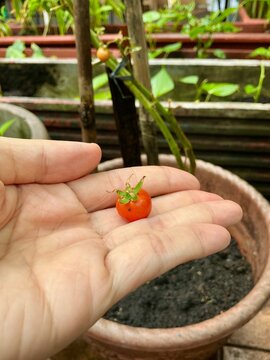 Close up of a person's hand holding a freshly picked ripe red cherry tomato from an organic homegrown tomato plant in a pot. Concept of healthy food, sustainable living and harvest.