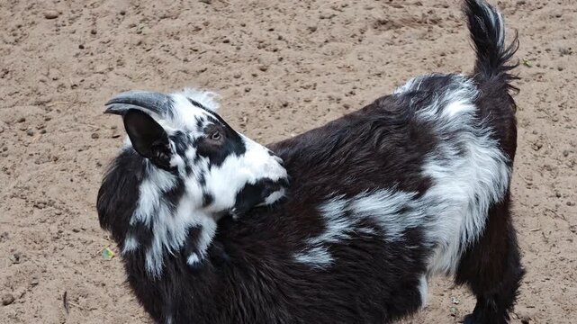 Black and white goat standing on sandy ground outdoors with horns, curious domestic animal, livestock in rural setting, farm life, countryside scene