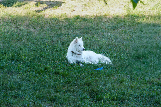White dog lies on green grass in the park. Fluffy dog. park