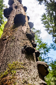 Bracket fungus and moss on a tree trunk in Teutoburg Forest